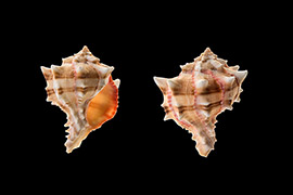 紅甘藍骨螺殼體近菱形，螺旋部中等大小，體螺層膨大，螺層的肩部有溝狀構造，或小孔排列。在夏季，喜食小的雙殼類。