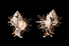 萵苣骨螺殼體菱形，殼表面通常具雕刻飾、結節突起，殼口卵圓形，多旋。它是大自然神奇的杰作，奇特的外形酷似萵苣，因此人們形象的稱之為“萵苣骨螺”。