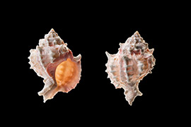 紅口骨螺貝殼呈球形，殼體較輕，殼頂尖，殼表淺灰白色，殼口和滑層櫻紅色。因殼口紅色與眾不同，像極了摩登女郎的烈焰紅唇，因此人們形象的稱之為“紅口骨螺”。