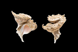 瑪娃花仙螺貝殼殼薄，螺塔高而尖，體層大，前水管溝長度中等。殼表黃白色或灰色，有粉紅色或淡褐色的斑紋。其外形酷似花朵，因此人們形象的稱之為“瑪娃花仙螺”。