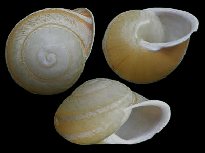 呈圓球形，頂端稍尖，貝殼向右旋，體螺層特別膨大。
