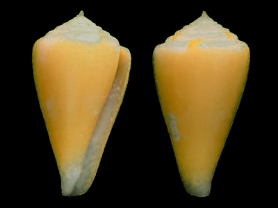 殼呈圓錐形或紡錘形，螺旋部一般小而低，體螺層長而大。殼面具黃色殼皮及各種花紋和斑點，殼口狹長。
