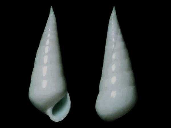 貝殼貝殼螺塔高而尖，殼表白色光滑，殼口半圓形。齒舌為翼舌形。雌雄異體。寄生在棘皮動物的內部或外部，偶爾自由生活。
