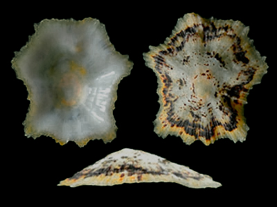 殼頂低，殼表面有8個明顯的螺肋和許多不明顯的螺肋，邊緣粗糙呈鋸齒狀。殼外部和內部邊緣淡褐色，殼內部中央白色。
