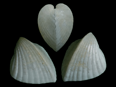 貝殼精致，半透明狀，精巧的雙殼吻合在一起，呈典型的心形。尖銳的棱脊，腹緣外凸．邊緣微朝前，呈鋸齒狀，殼前半部有放射肋。
