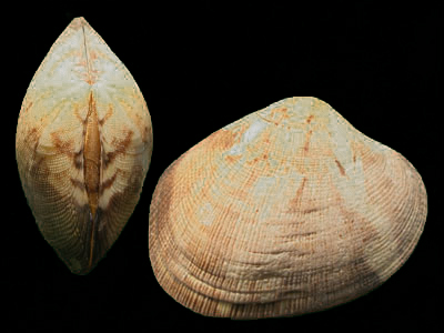 殼堅固，殼瓣左右相等；兩側不等，殼頂的喙位于前半部分；外形略呈橢圓形。
