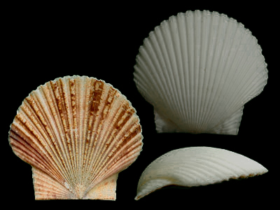 貝殼小型到大型，由扇形或類圓形的盤子和耳狀部構成，不等殼。殼色變異大，一般左殼顏色較深
